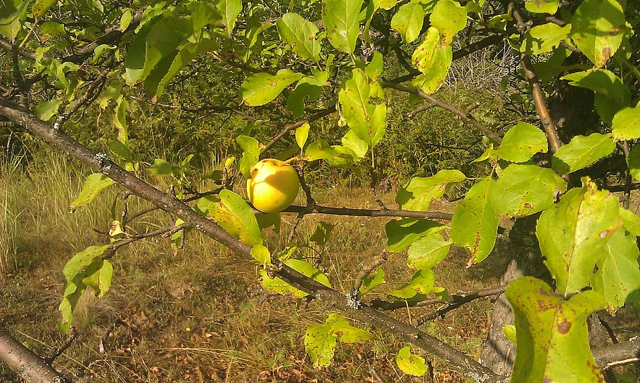 garden, apple, tree, green, ripe, fruit, plant, growth, leaf HD wallpaper