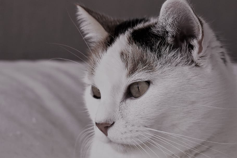 Pet, Animal, Tiger Cat, domestic cat, cat's eyes, moustache HD wallpaper