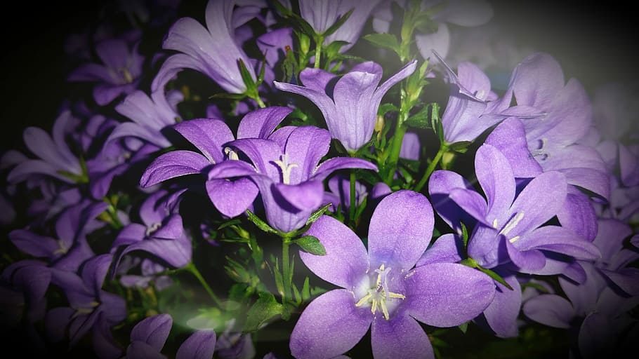 flowers, beautiful, summer, flowering plant, freshness, petal HD wallpaper