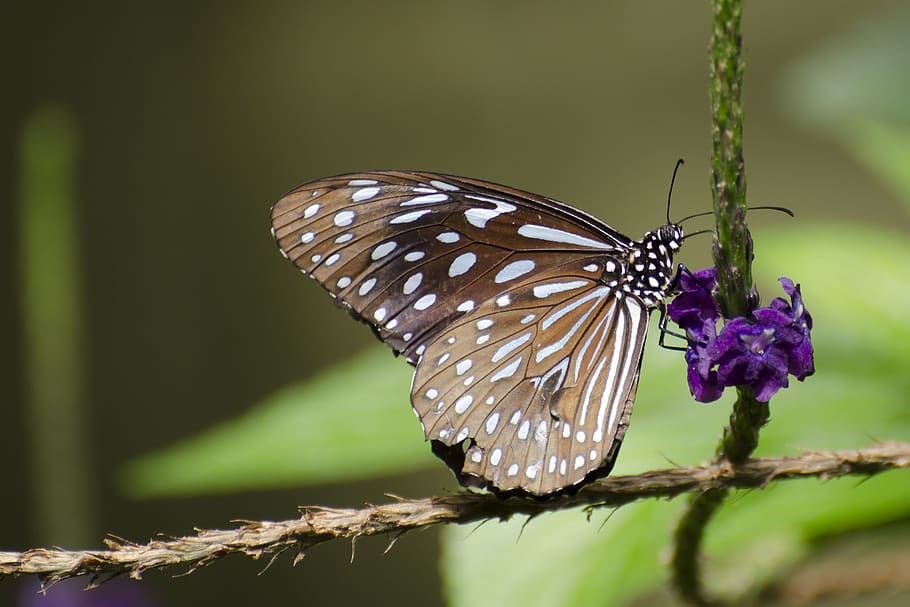 butterfly, nature, flower, invertebrate, animal themes, insect HD wallpaper