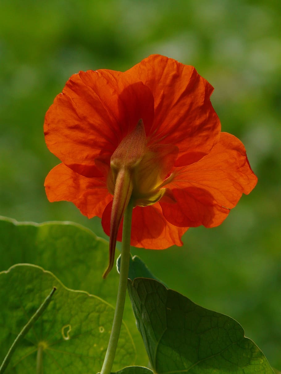 Tropaeolum Majus, Flower, Blossom, Bloom, orange, red orange, HD wallpaper