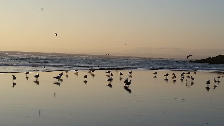 sea, beach, seagull, sunset, seaside, birds, ocean, animals in the wild HD wallpaper