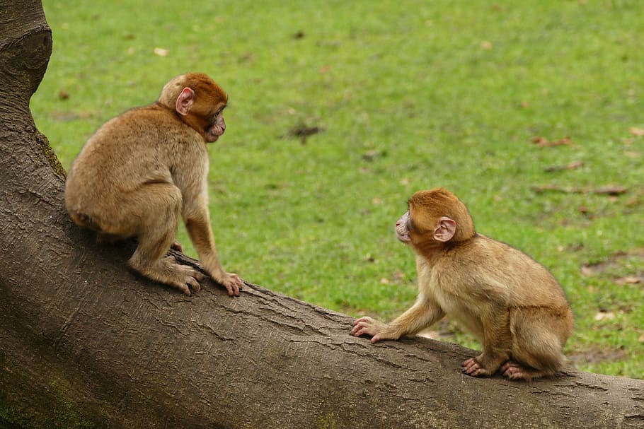 ape, monkey, animal, cute, mammal, wildlife, primate, zoo, nature HD wallpaper