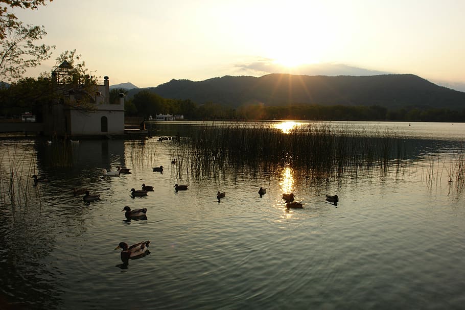 Landscape, Banyoles, Ducks, llac banyoles, water, lake, sunset HD wallpaper