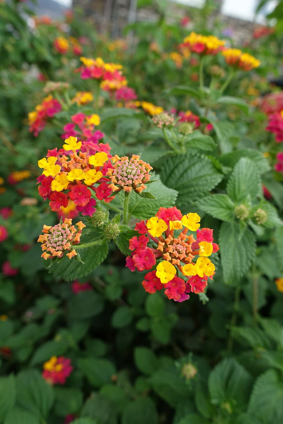 Macro, Flower, Nature, summer, flowers, plants, garden, spring HD wallpaper
