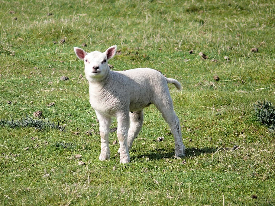 Lamb, Nature, Spring, Sheep, Animal, lambs, meadow, netherlands HD wallpaper