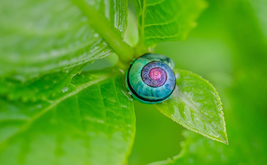 purple and green caterpillar on green leaf, snail, colorful HD wallpaper