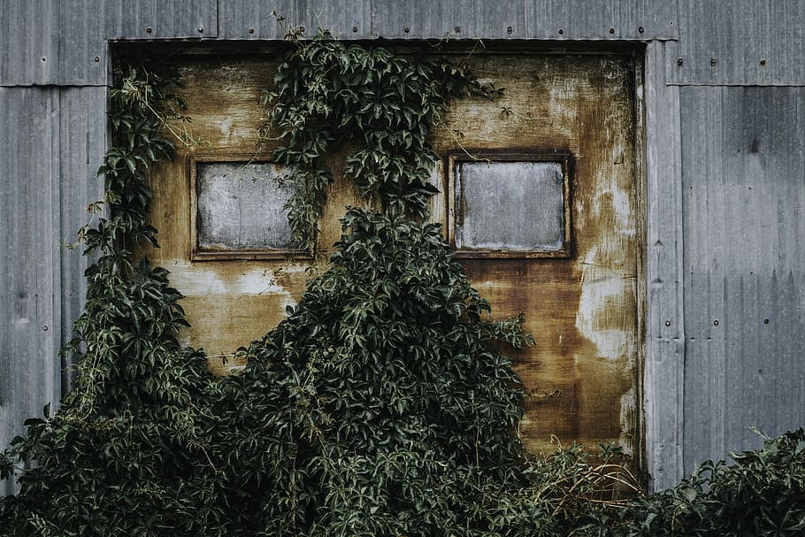 brown steel door covered with green vines, green leaf trees growing near house HD wallpaper