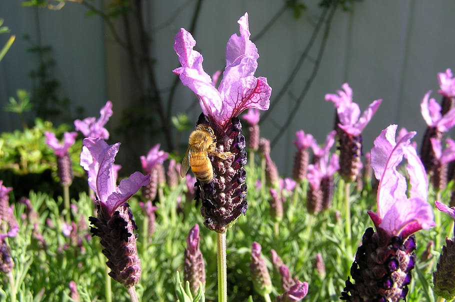 Bee, Lavender, on, flower, purple, growth, fragility, nature HD wallpaper