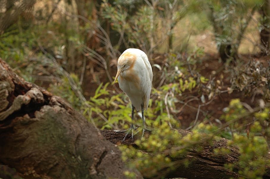 cattle egret, bird, macro, close-up, zoo, melbourne, australia HD wallpaper