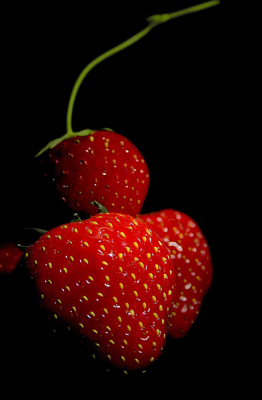 strawberry, fruit, red, sweet, berries, garden, plant, sunny