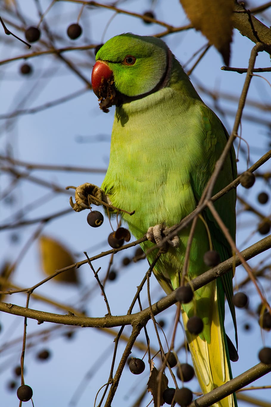 parrot, green, tree, bird, vertebrate, animal themes, animal wildlife HD wallpaper