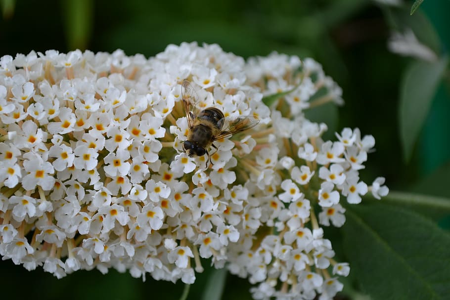 buddleia, buddleja, white, flower, close-up, sweet, butterfly flower HD wallpaper