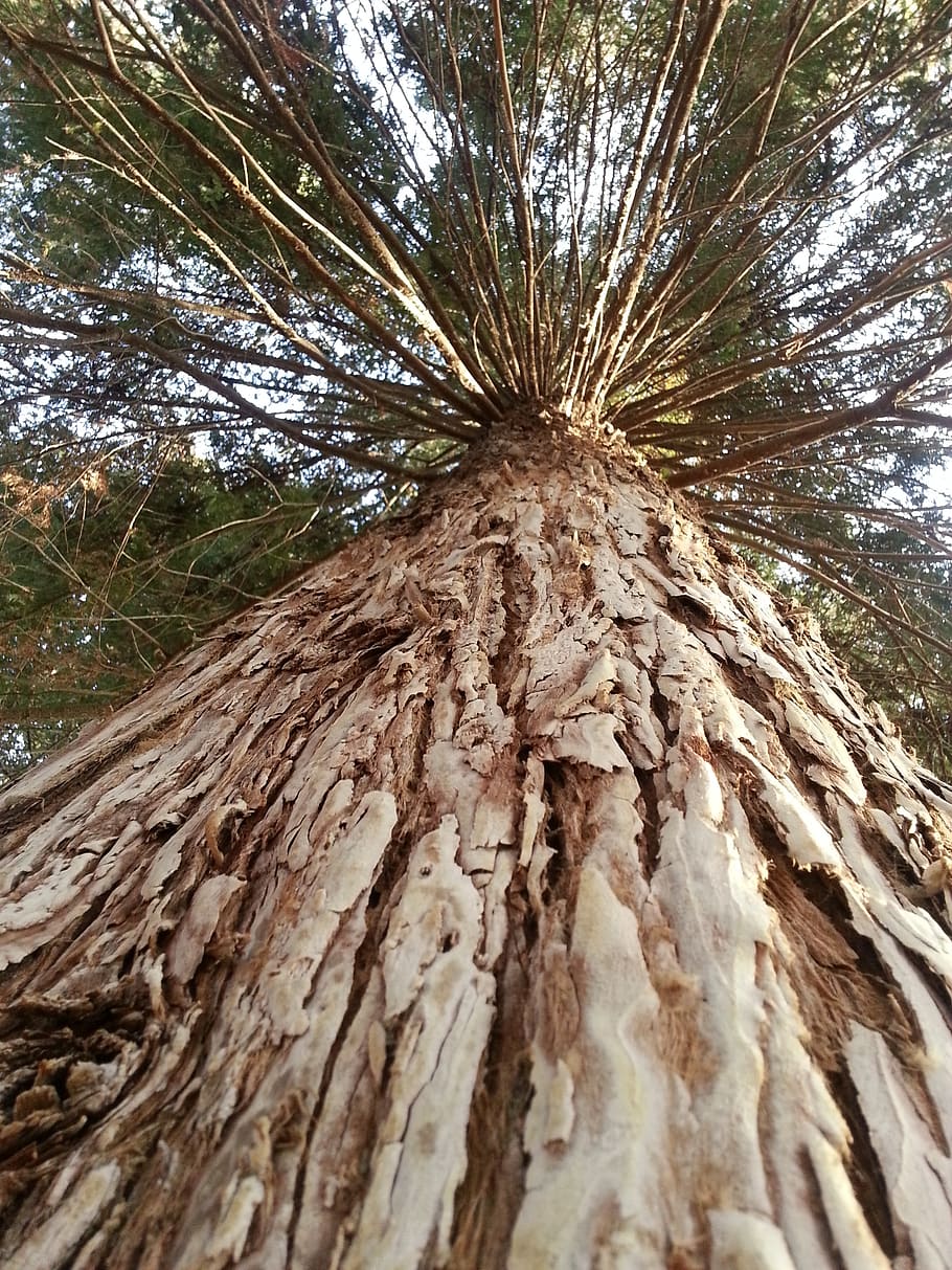 tree, big, redwood, forest, trees, beautiful, nature, bark HD wallpaper
