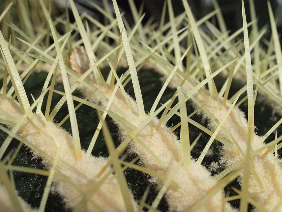 Cactus, Thorns, Close, Prickly, Spur, nature, close-up, plant HD wallpaper