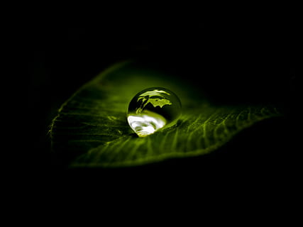 macro photography of water drops into the leaf, a drop of, zen HD wallpaper