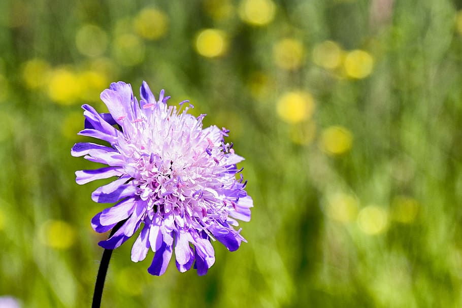 scabious reported, shrub, blossom, bloom, flower, nature, plant HD wallpaper