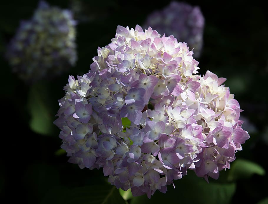 hydrangea, plant, flower, purple, ornamental plant, flora, garden HD wallpaper