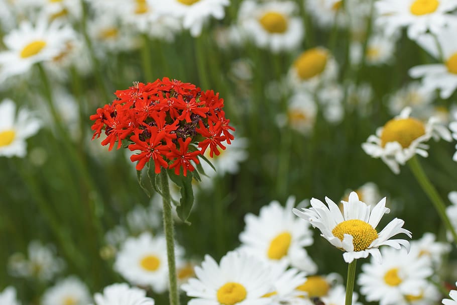 flower, daisy, red, wild, bloom, flowering plant, fragility HD wallpaper