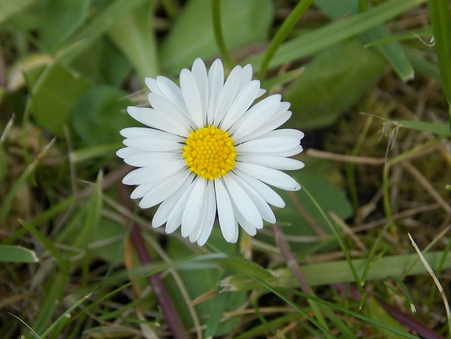 daisy, flower, white, nature, spring, wild flower, flowering plant HD wallpaper