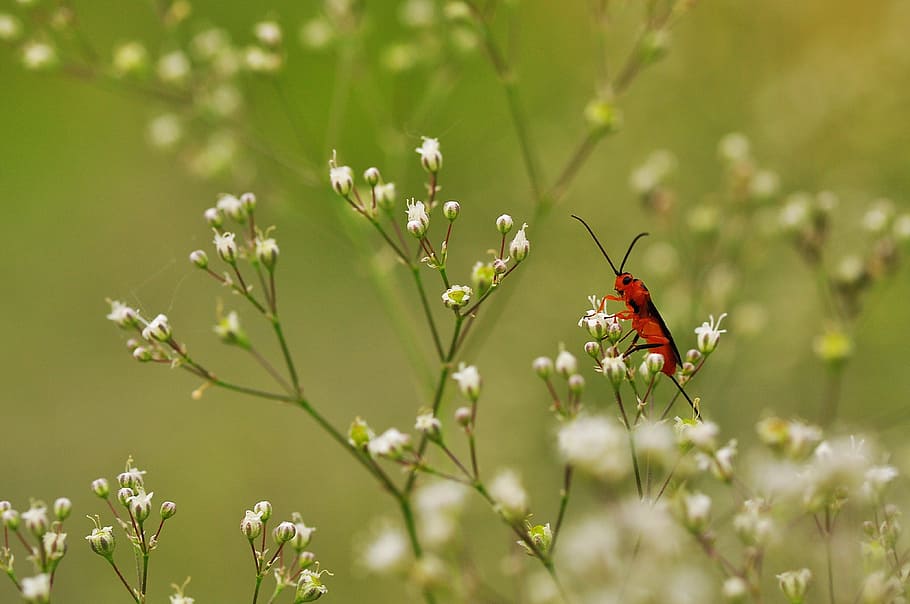 beetle, plant, flower, macro, insect, summer, closeup, macro photography HD wallpaper