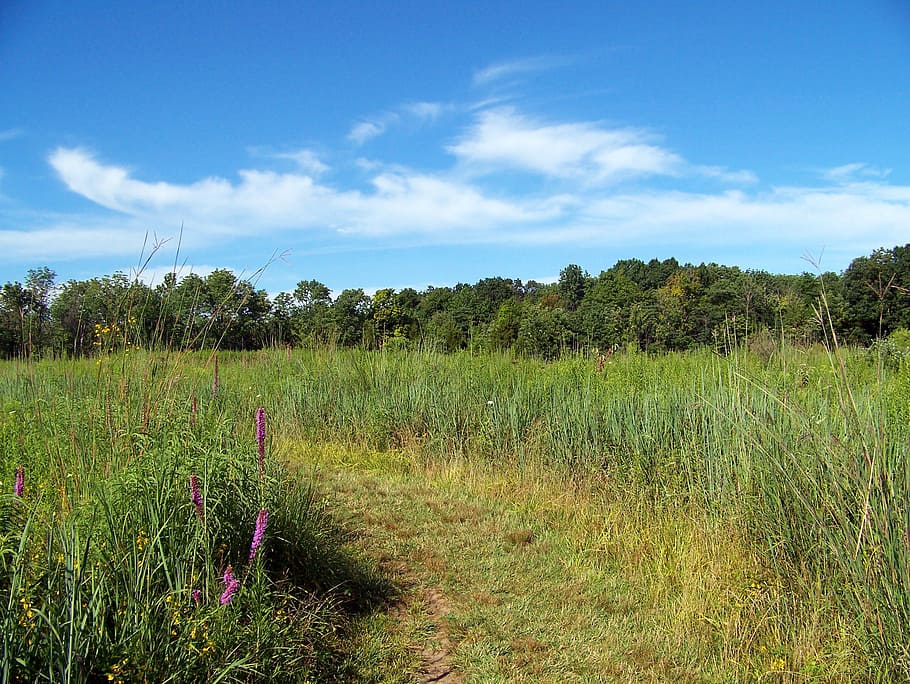 field, weeds, trees, summer, landscape, sky, clouds, outdoor HD wallpaper