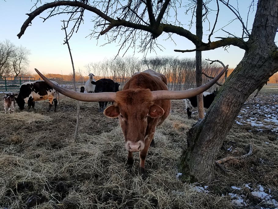 texas longhorn, cattle, cow, farm, pasture, ranch, grazing