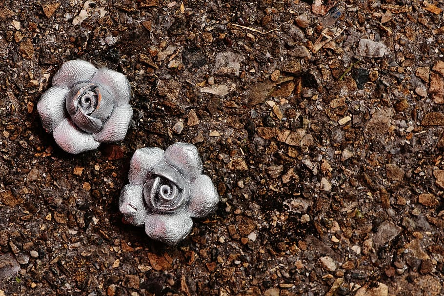 roses, silver, flowers, beautiful, close-up, animal, land, animal wildlife HD wallpaper