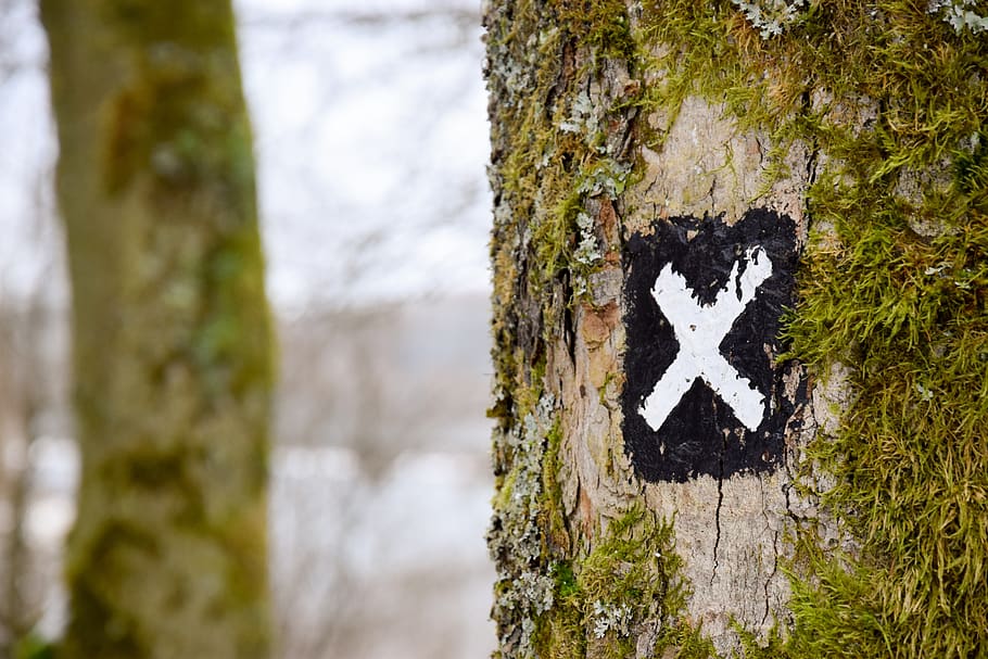 tree, grass, nature, mark, letter, paint, tree trunk, plant HD wallpaper