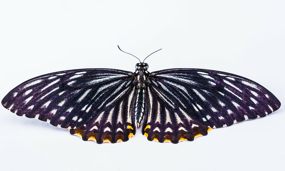 yellow spotted black and white butterfly, insect, animal wildlife HD wallpaper