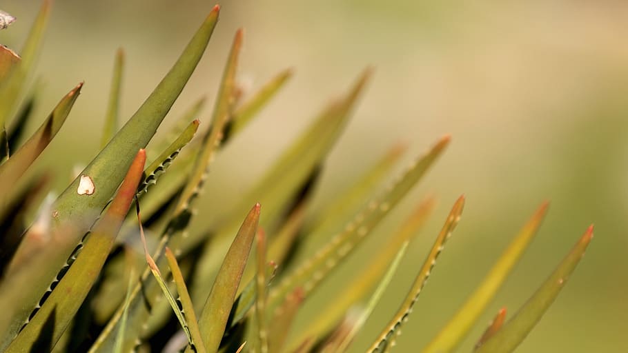 nature, aloe, depth, green, succulent, plant, green color, growth HD wallpaper