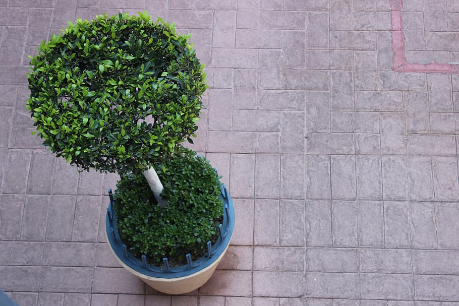 tree, dive, flowerpot, plant, growth, green color, potted plant HD wallpaper
