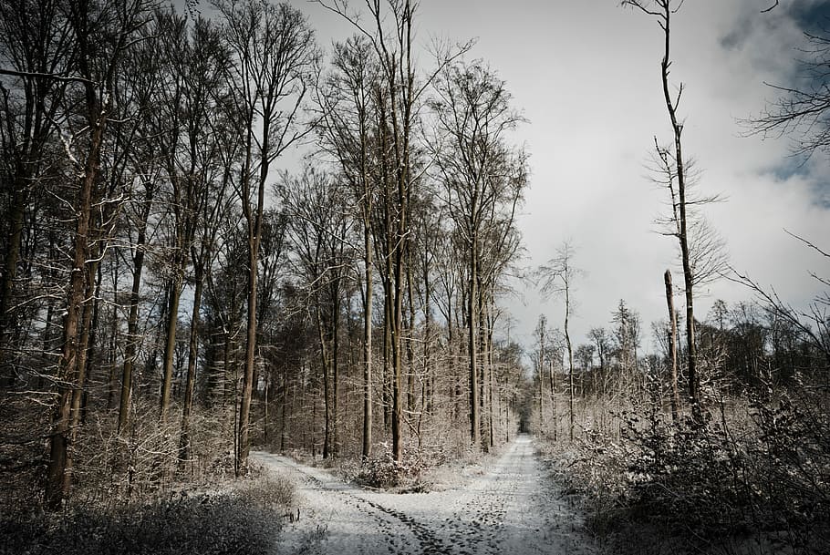 gray sand pathway surrounding trees, crossroad, snow, forest HD wallpaper