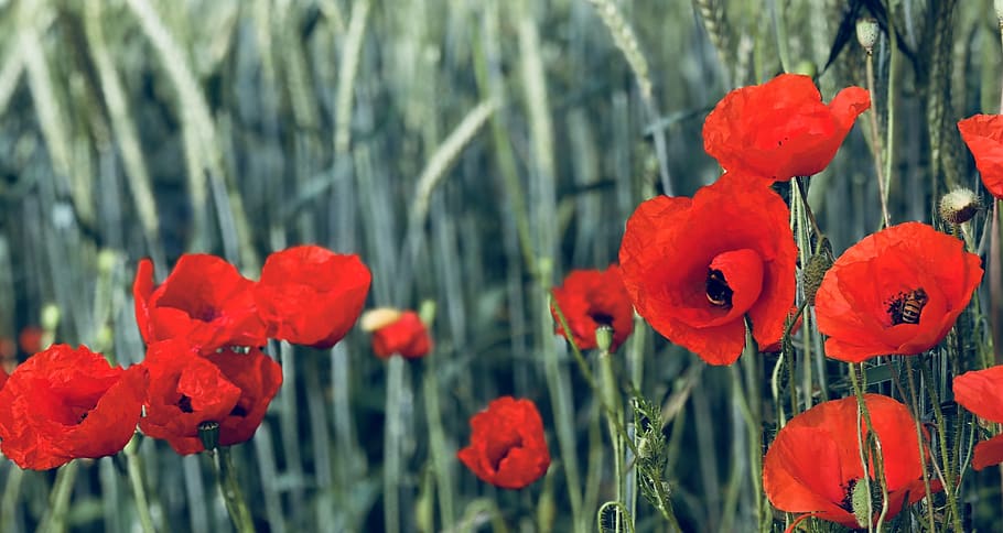 cornflowers, poppy, klatschmohn, plant, flowering plant, red HD wallpaper