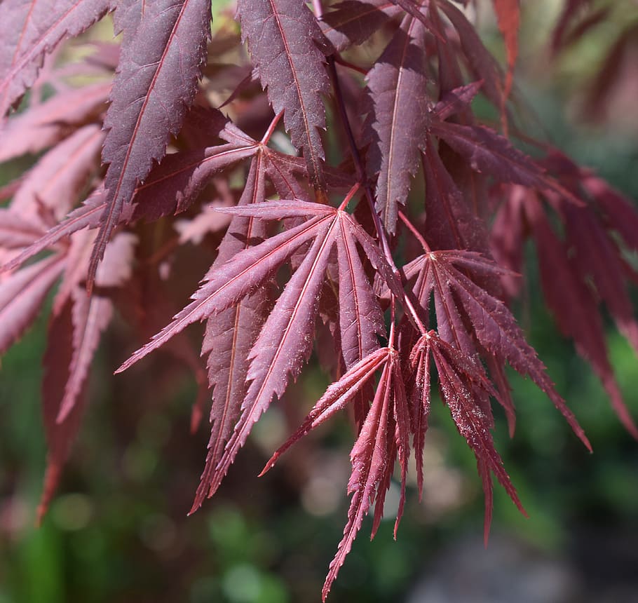 HD wallpaper: Japanese Maple, Maple Leaves, Tree, japanese maple leaves ...