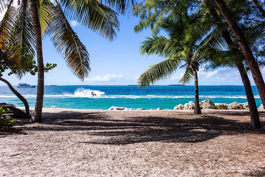 green palm tree near body of water, beach, palm trees, sand HD wallpaper