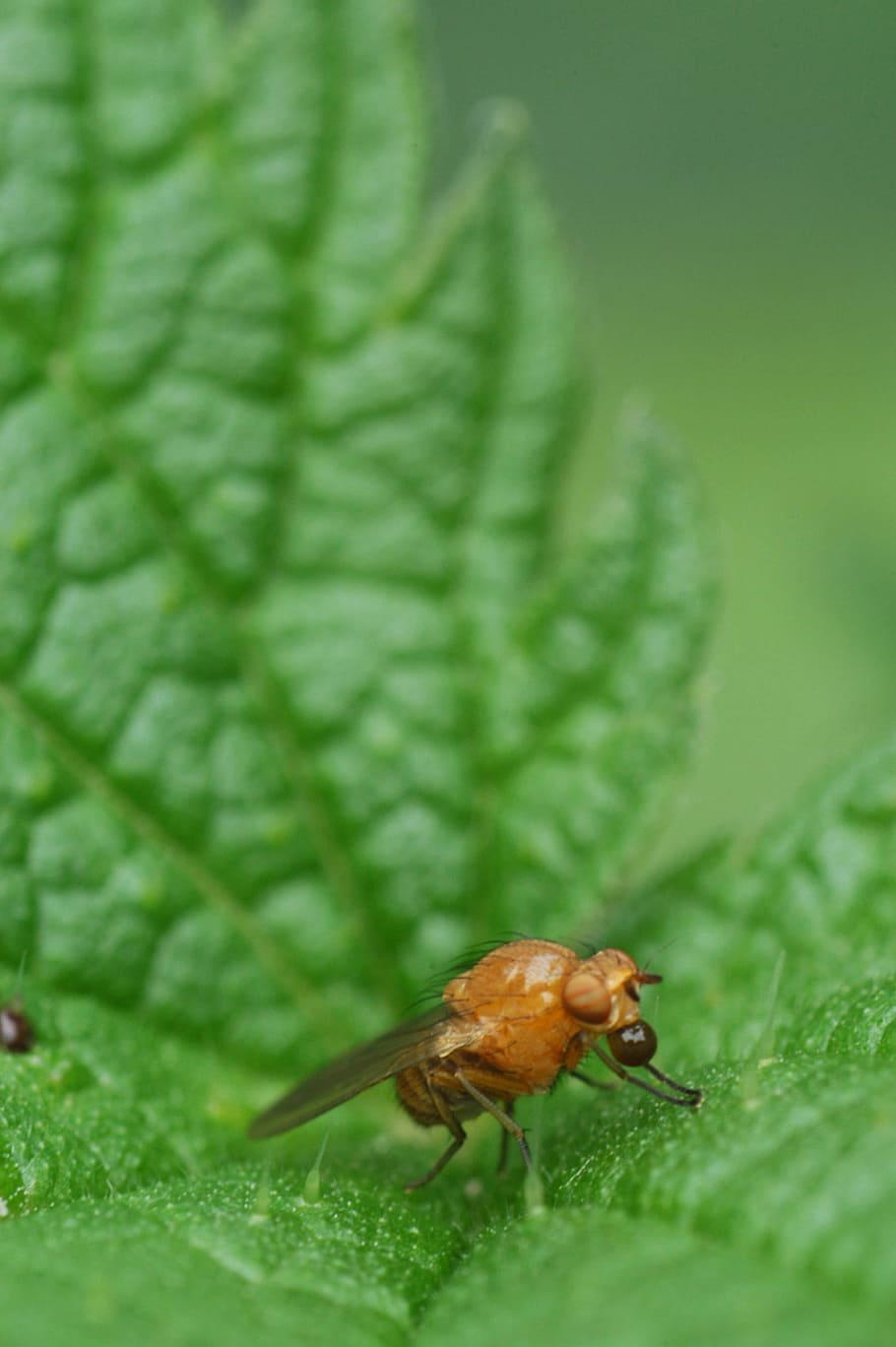 stinging nettle, bug, nature, macro, plant part, leaf, animal themes HD wallpaper