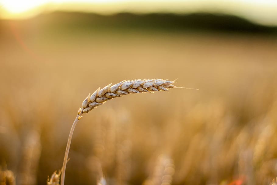 rice grain during daytime, cornfield, cereals, cereal grain HD wallpaper