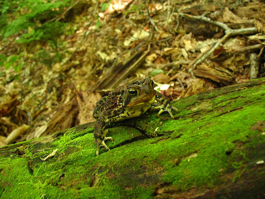 toad, frog, woods, amphibian, wildlife, green, nature, environment HD wallpaper