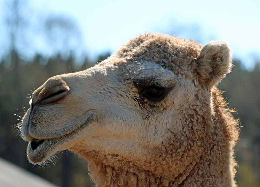 Camel, Head, Lips, Close Up, Animal, desert, mammal, nature, HD wallpaper