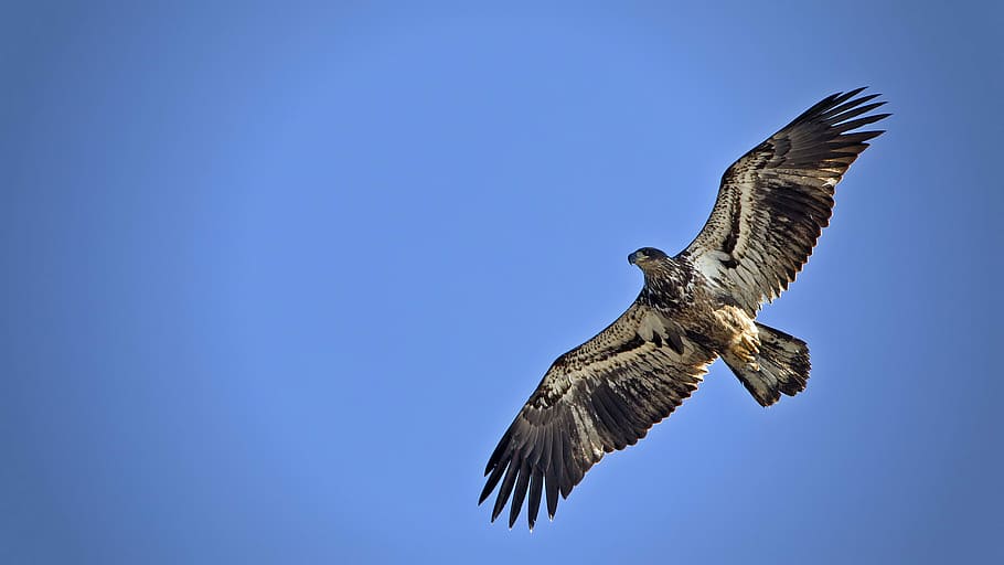 eagle flying in the sky, bird, flight, nature, hawk, animals in the wild HD wallpaper