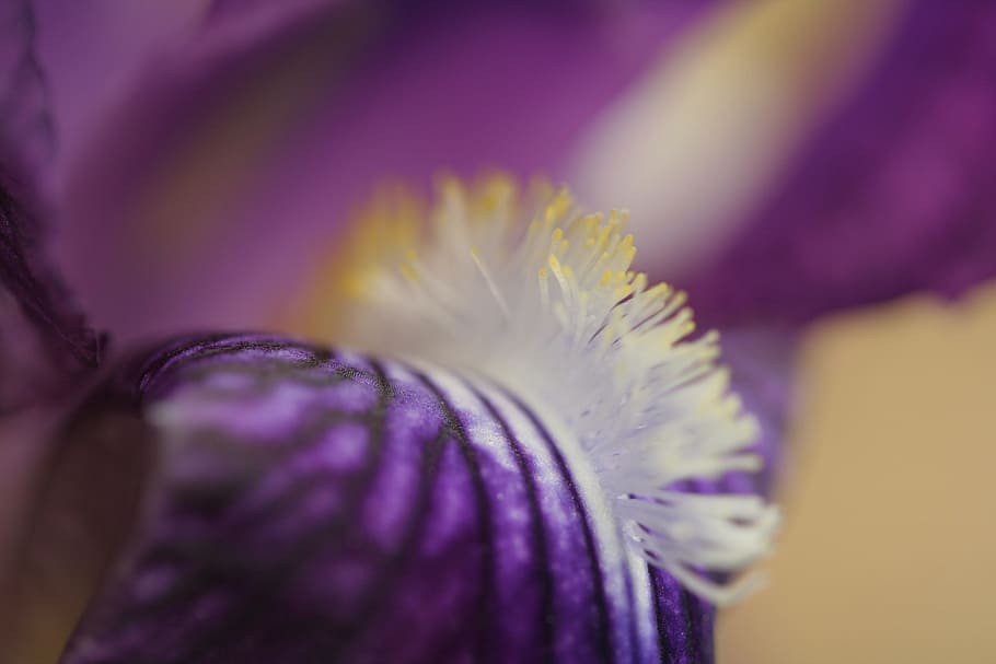 iris, flower, violet, macro, purple, flowering plant, beauty in nature HD wallpaper
