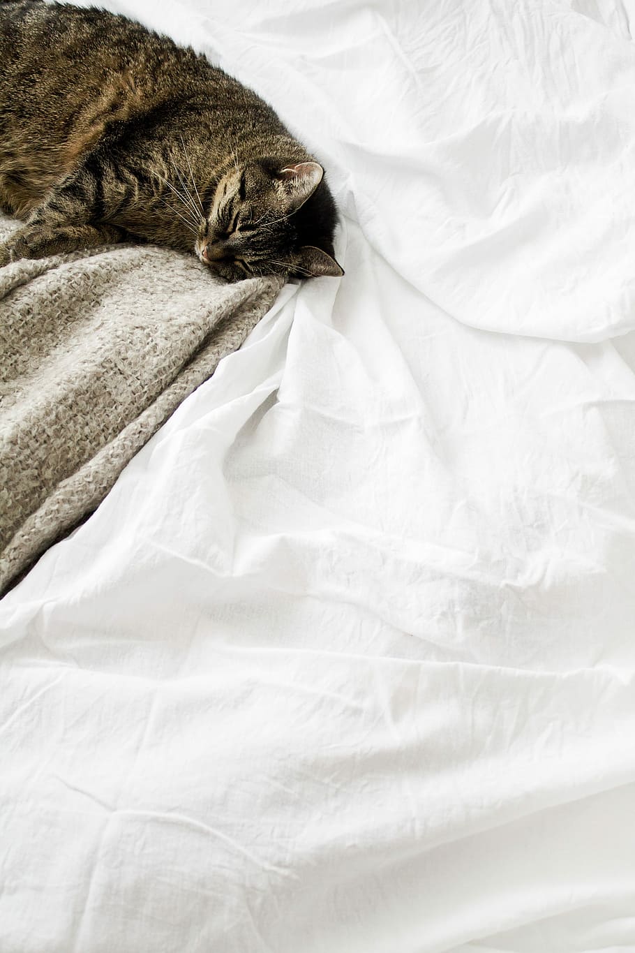 brown tabby cat laying on white textile, tabby cat lying on bed, HD wallpaper