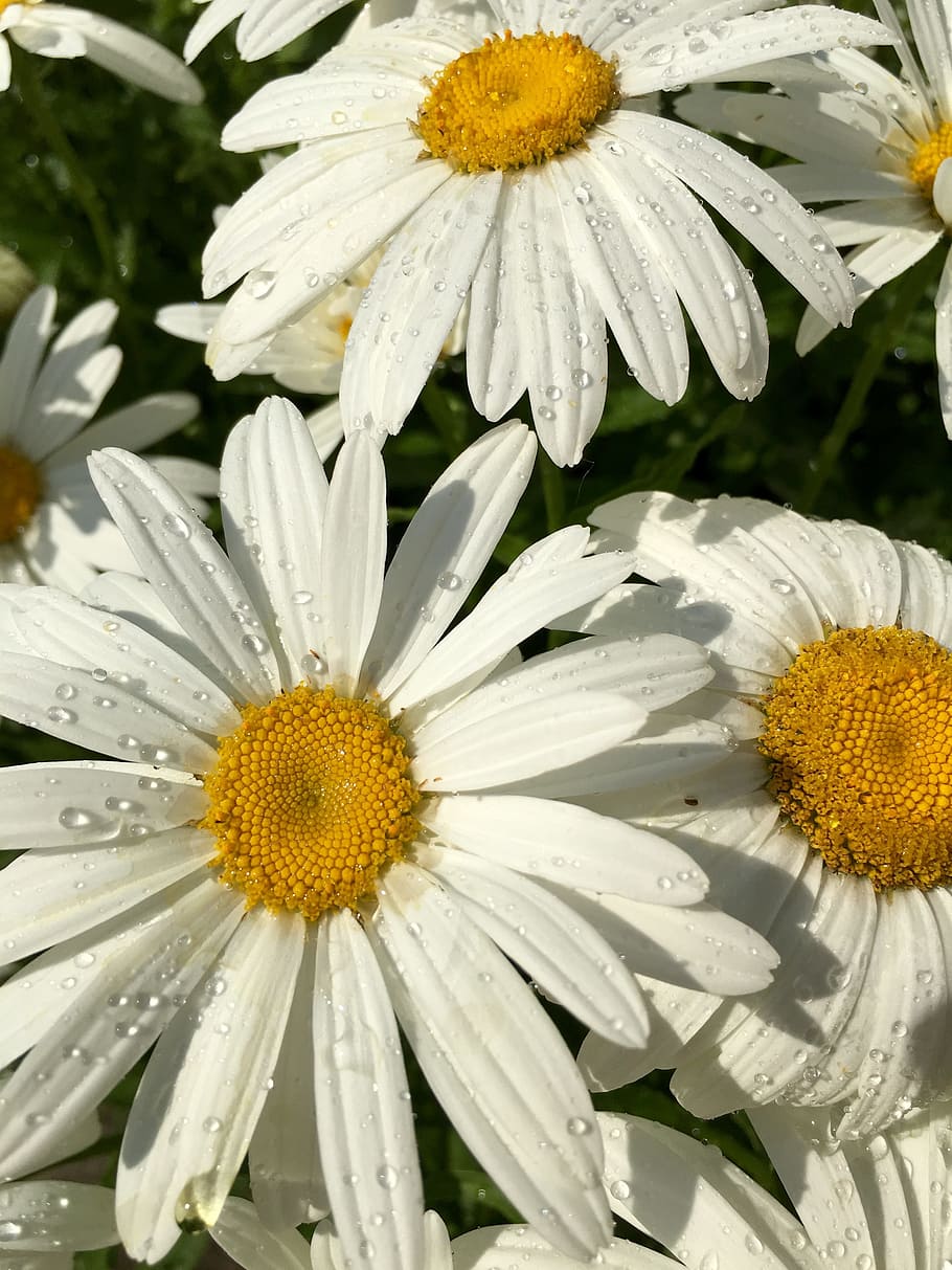 daisy, yellow, white, flower, floral, nature, plant, bloom HD wallpaper