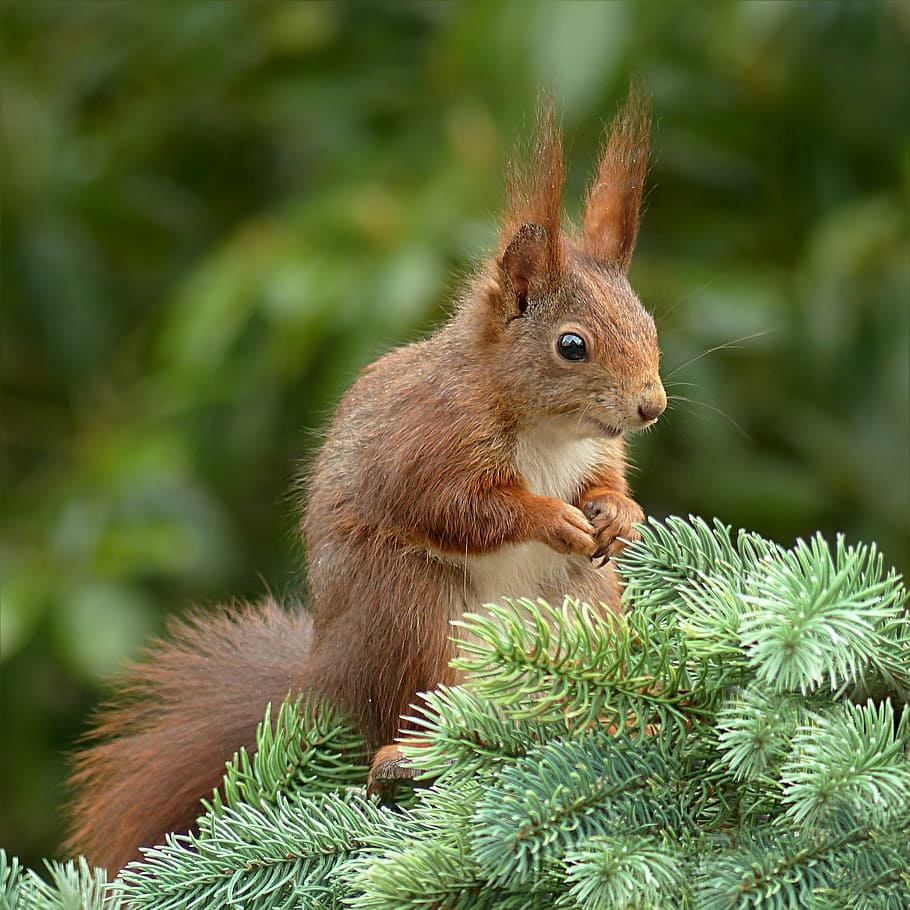 closeup photo of brown and white Chipmunk, squirrel, sciurus HD wallpaper