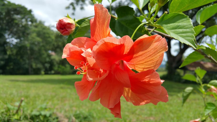 flower, grass, tree's, sky, clouds, orange, summer, flowering plant HD wallpaper