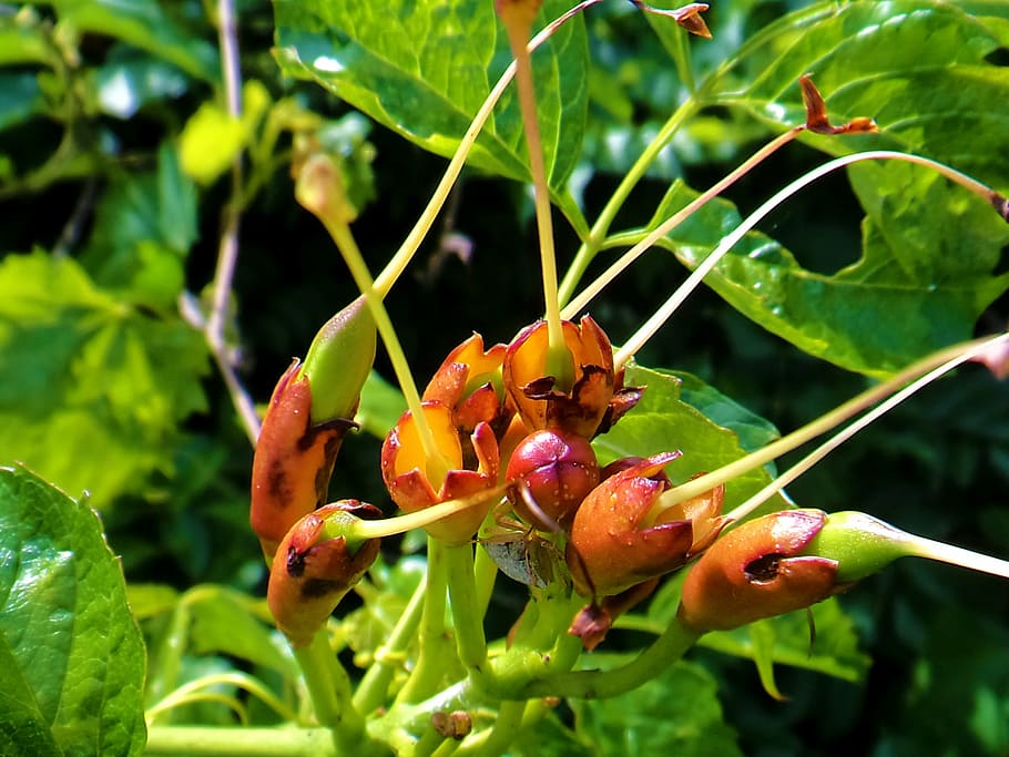 bug, nature, leaves, natural, close-up, flower, plant, growth HD wallpaper