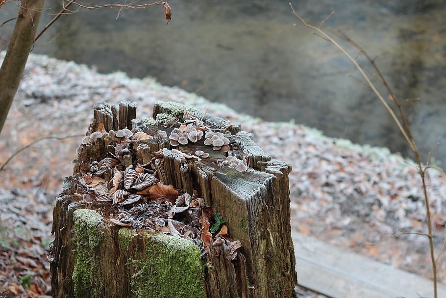 Frost, Winter, Hoarfrost, Cold, Wintry, nature, tree, tree stump HD wallpaper