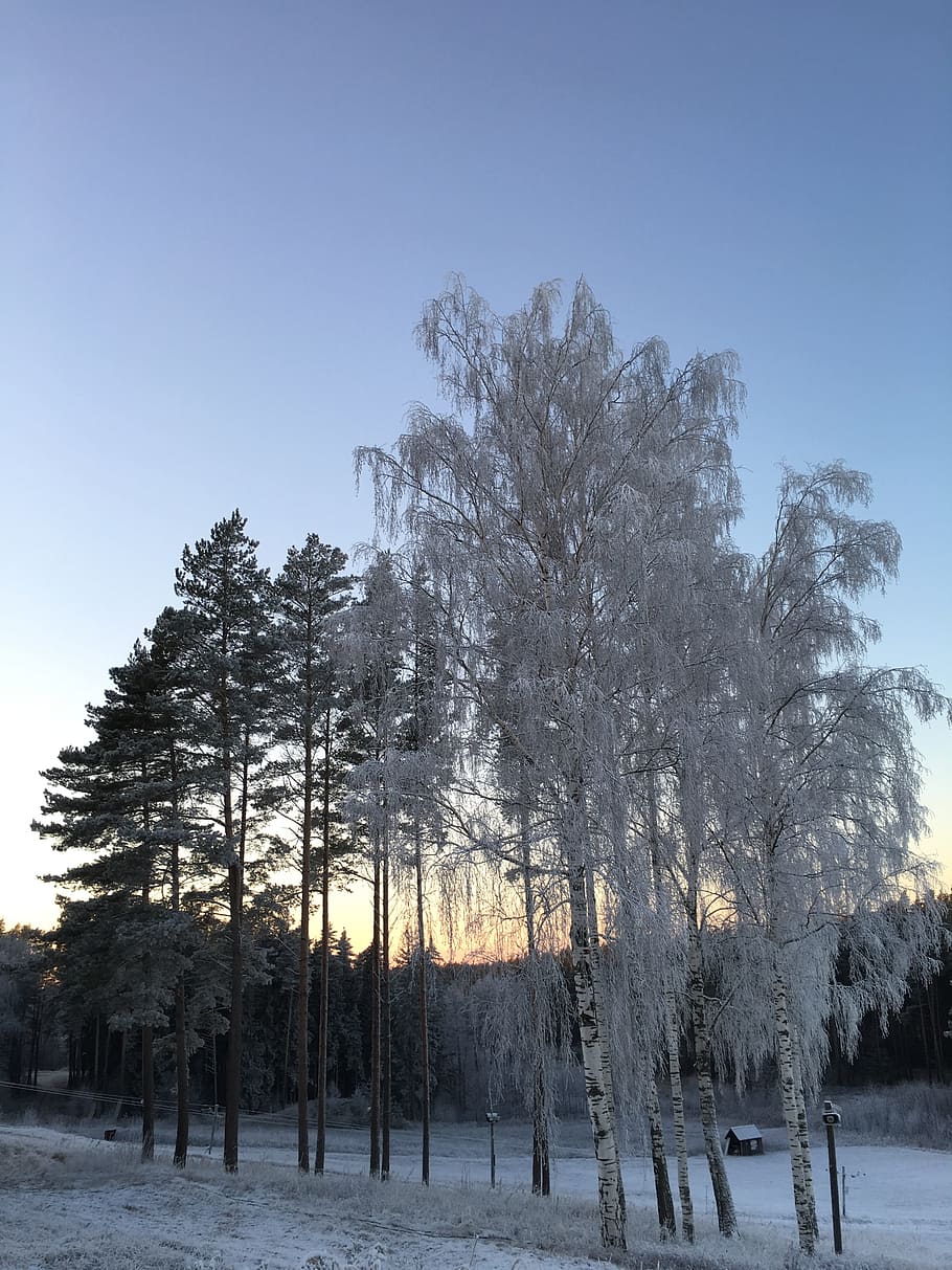 winter, trees, landscape, snow, cold temperature, plant, sky HD wallpaper