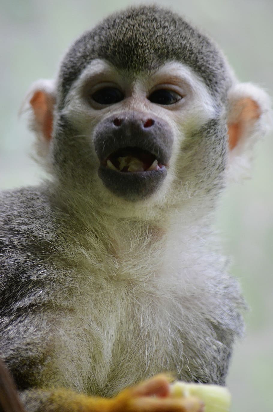 monkey, capuchin monkey, äffchen, herr nilson, capuchins, animal portrait HD wallpaper